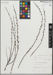 Foto von Salix repens subsp. rosmarinifolia (L.) Andersson